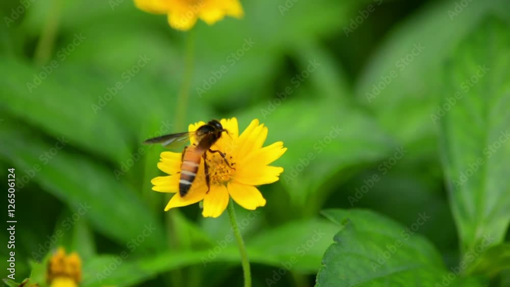 Close Up Of Honey Bee On Flower Close Up Of Honey Bee On Flower