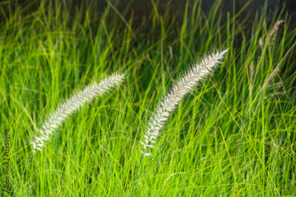 WHITE GRASS-FLOWERS IN FIELD BLOWING BY WIND WHITE GRASS-FLOWERS IN FIELD BLOWING BY WIND