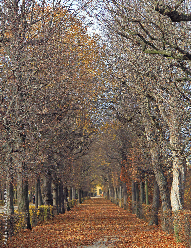 the pathway between trees in park of Vienna the pathway between trees in park of Vienna