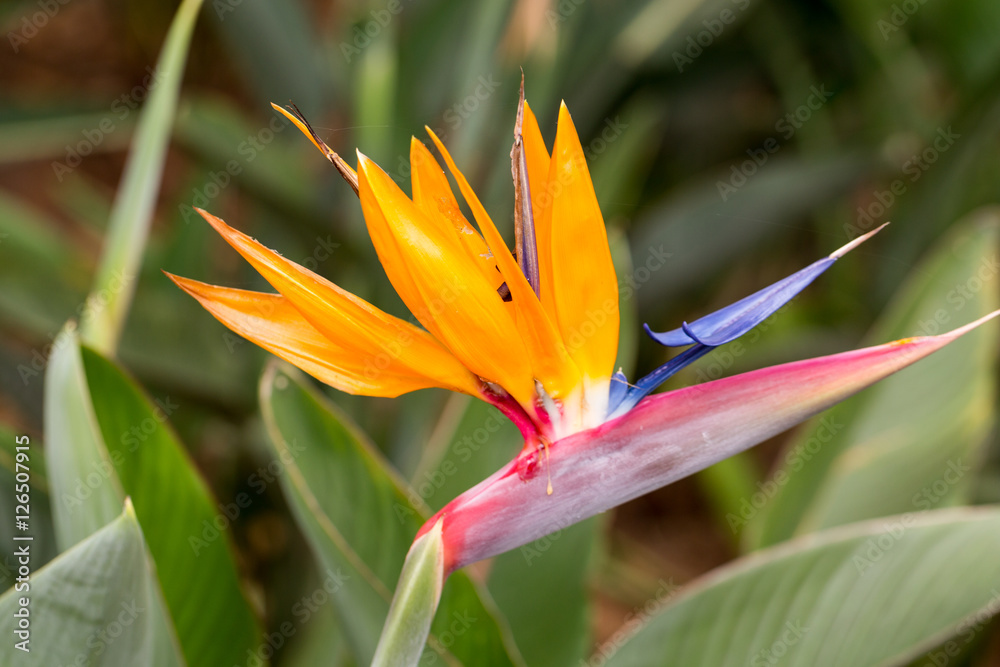Tropical flower strelitzia or bird of paradise flower in Funchal on Madeira Island, Portugal. Tropical flower strelitzia or bird of paradise flower in Funchal on Madeira Island, Portugal.
