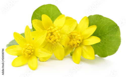yellow flowers isolated