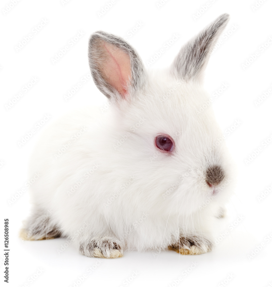 White bunny rabbit.