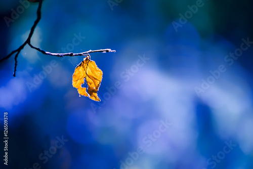 lone dry yellow leaf on a branch on a beautiful art background. Autumn photo on a warm day.
