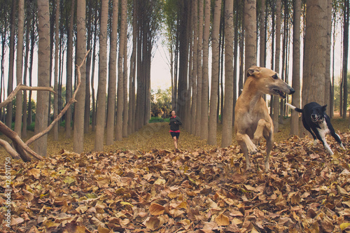 Perros corriendo en bosque