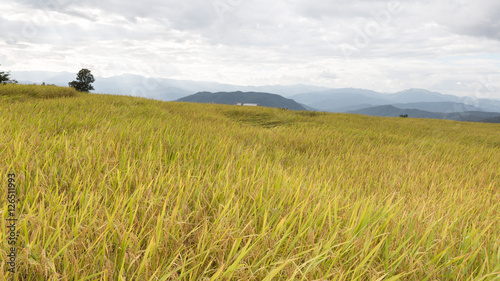 yellow terraced rice paddy field