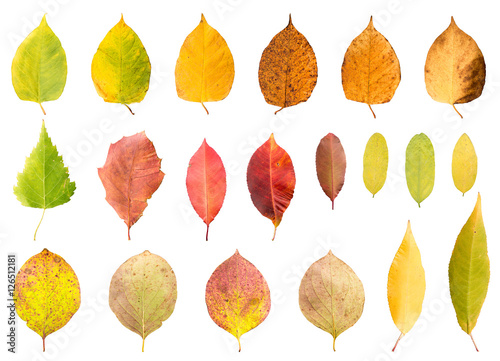 Collection of autumn leaves in different stades of withering