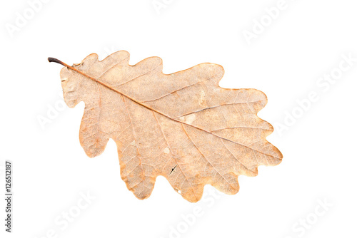 oak tree leaves in different states of withering isolated on whi