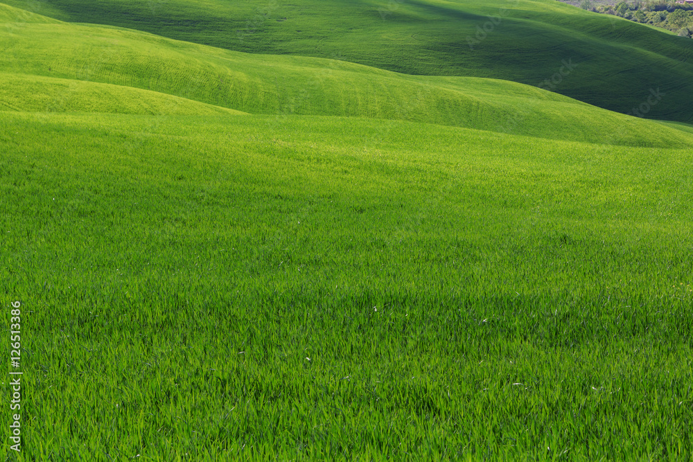 Obraz premium Typical Tuscany landscape, green hills springtime