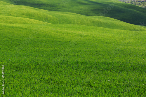 Typical Tuscany landscape, green hills springtime