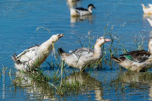 Canards mulard photo