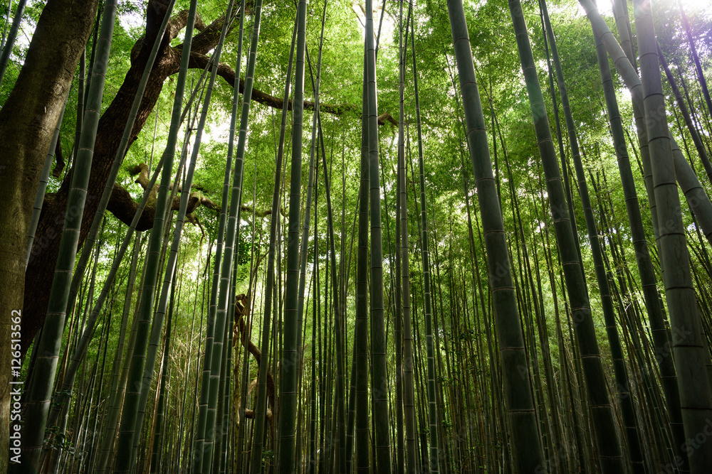 Obraz premium エジソンの竹（京都八幡市）