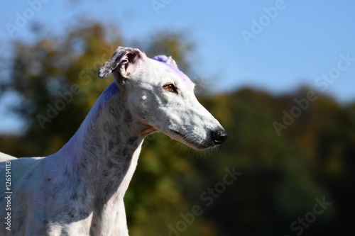 weißer Greyhound © mfotohaus