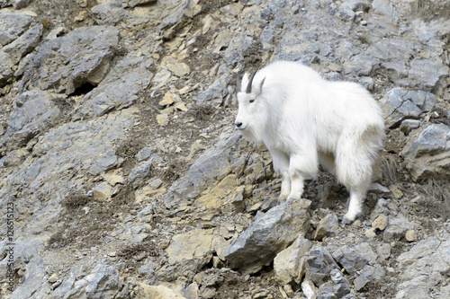 Mountain Goat (Oreamnos americanus) standing on the cliffs at the Snake river canyon, Wyoming, USA.