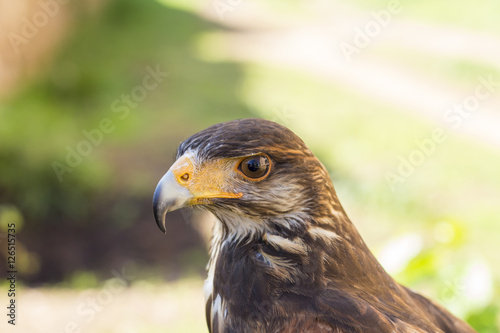 Portrait of Harris hawk