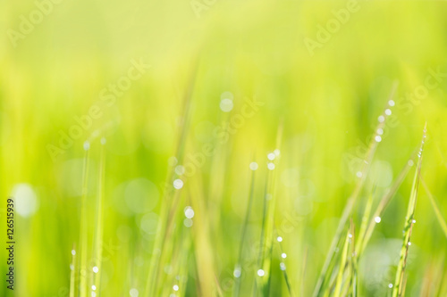 Closeup blur background young green leaves nature. green color.