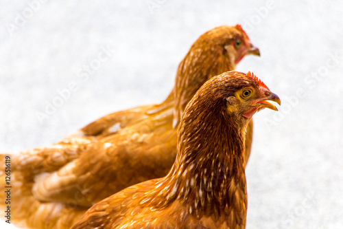 Chicken Hen detail with grey background