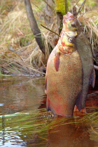 Fresh fish and old ways of its preservation 4. Bream photo