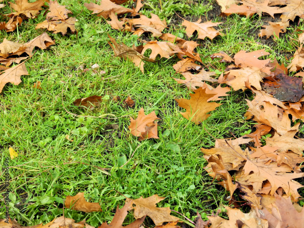 Herbststimmung fallende Blätter Herbststimmung fallende Blätter