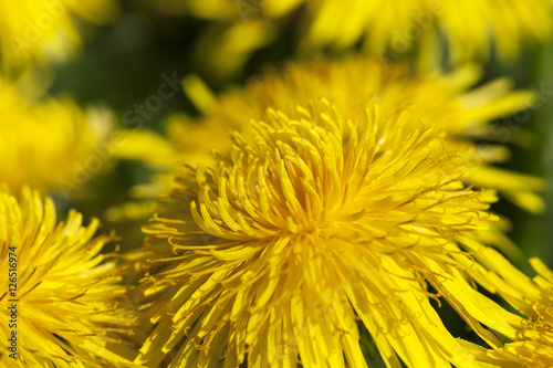 yellow dandelions in spring