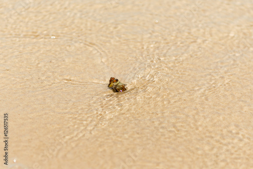Sea shell rapan on the tropical sand beach