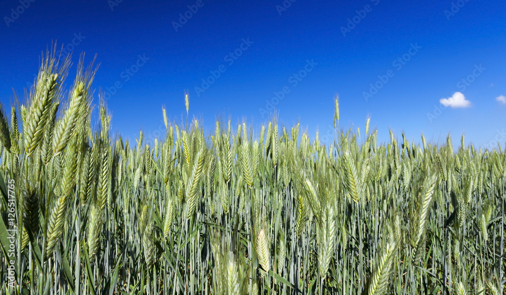 Obraz premium Field with cereal
