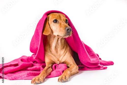 Hund unter der Decke