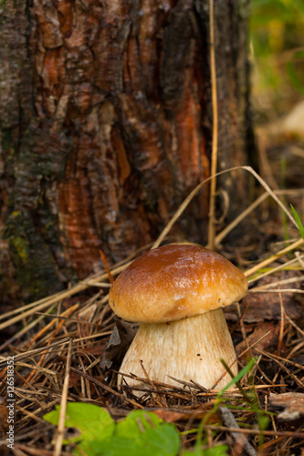 Forest Edible Mushroom Boletus Edulis (Porcini) In Forest Close Up.