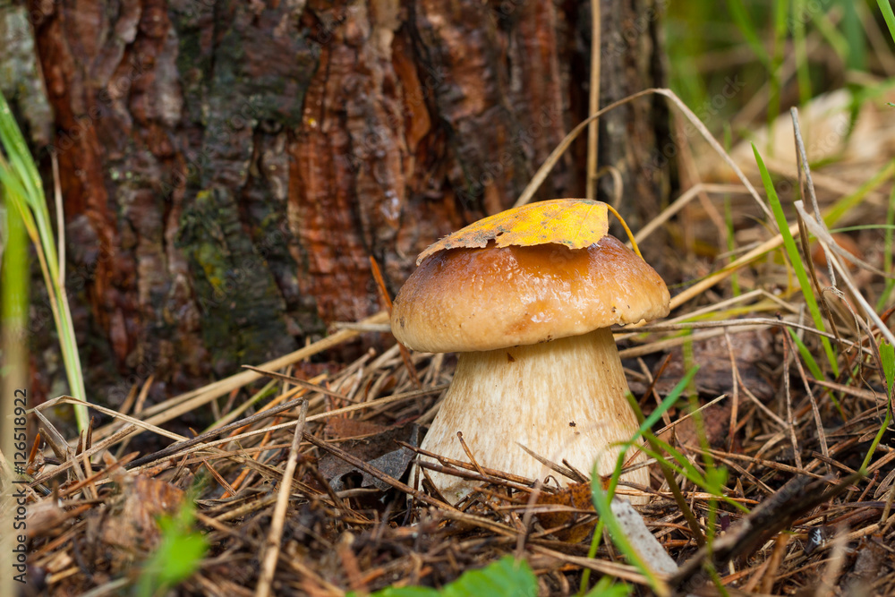 Forest Edible Mushroom Boletus Edulis (Porcini) In Forest Close Up. Dry Yellow Leaf On Hat Mushroom. Forest Edible Mushroom Boletus Edulis (Porcini) In Forest Close Up. Dry Yellow Leaf On Hat Mushroom.