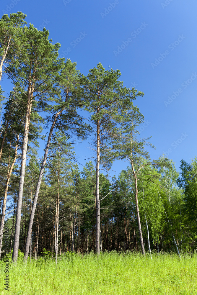 pine trees in the forest pine trees in the forest