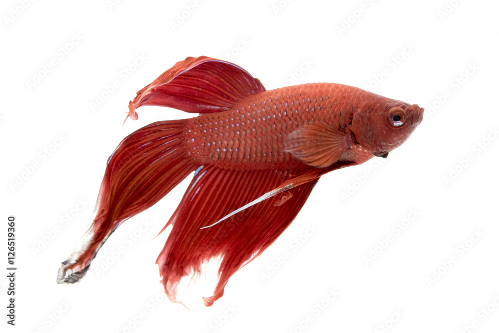 Fototapeta premium Image of a fighting fish on white background. (Betta splendens)