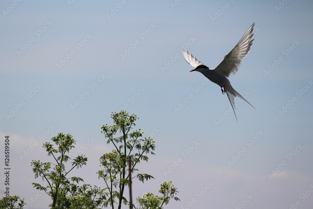 Sea bird in mid flight preparing to swoop _ Arctic Turn Sea bird in mid flight preparing to swoop _ Arctic Turn