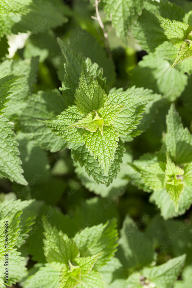 Young green nettle Young green nettle