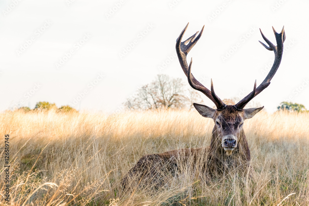 Obraz premium Red deer in Richmond Park, London
