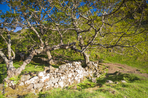 Bäume und Steinmauer in Fairy Glen, Isle of Skye, Schottland