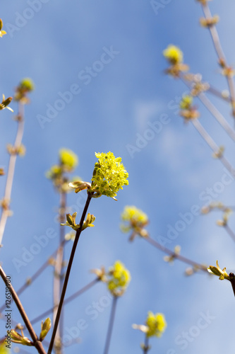 flowering maple, close up