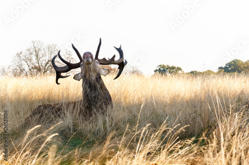 Stag roaring in Richmond Park, London