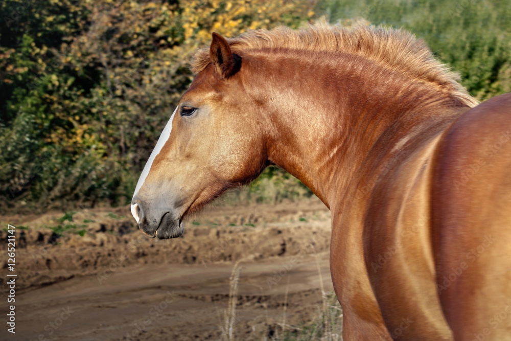 the race horse has a rest after run and eats a grass the race horse has a rest after run and eats a grass