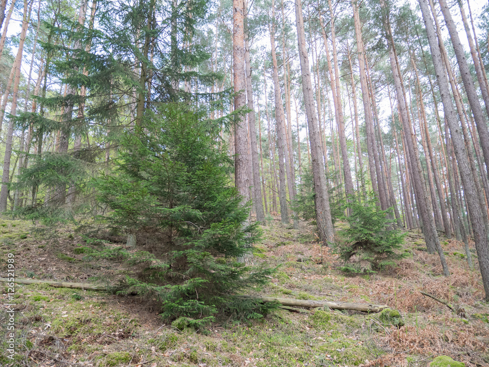 Fototapeta premium forest dog rocks