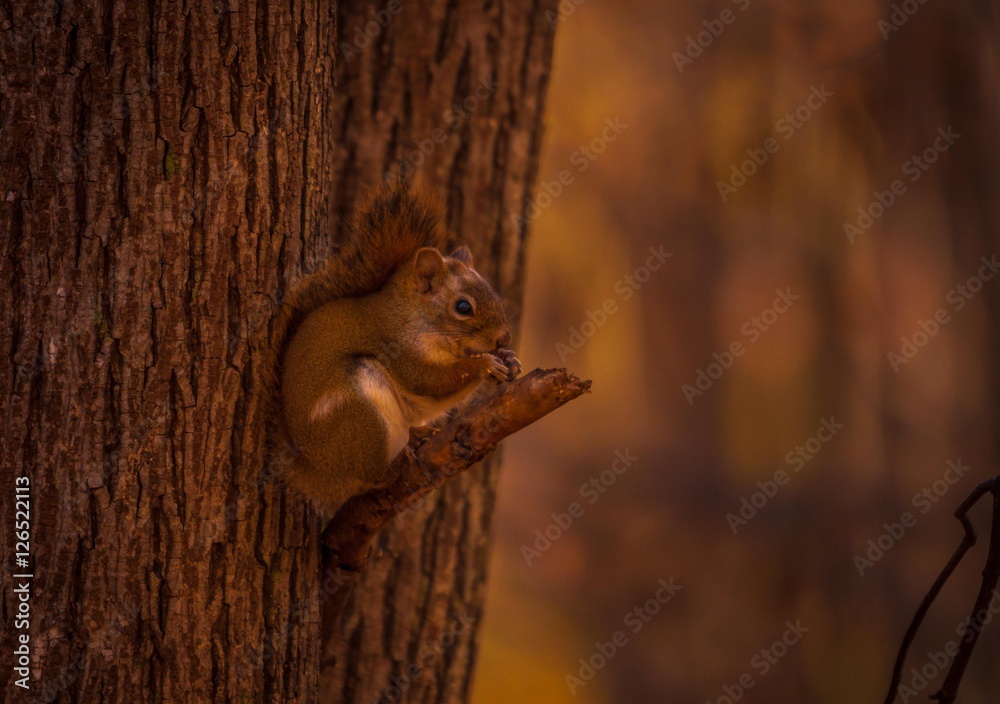 Fototapeta premium Red squirl having a snack on the go.