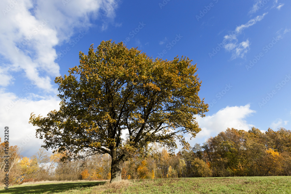 Nature in autumn season