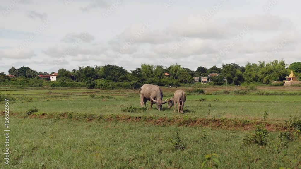 Water buffaloes tied up with rope grazing in a field Water buffaloes tied up with rope grazing in a field