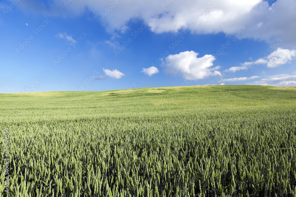 Field with cereal