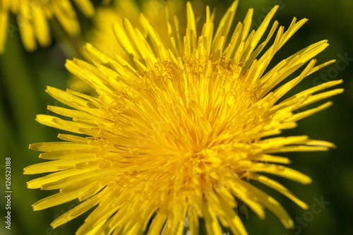 yellow dandelions in spring