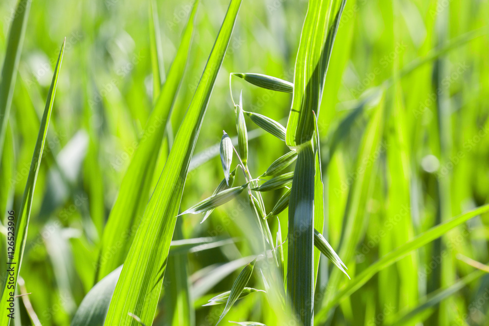 Obraz premium Field with cereal