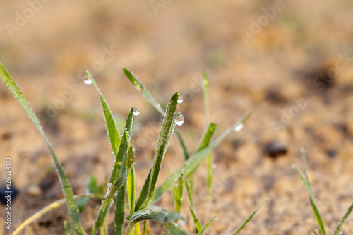 young grass plants, close-up