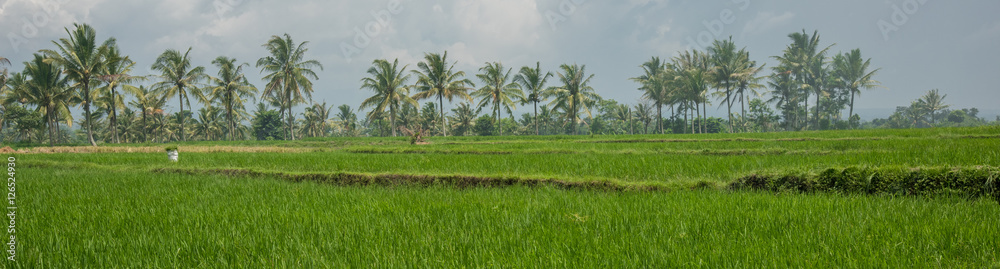 Obraz premium Green field with a couple of trees at the foot of the mountains under the blue sky (Singapore)