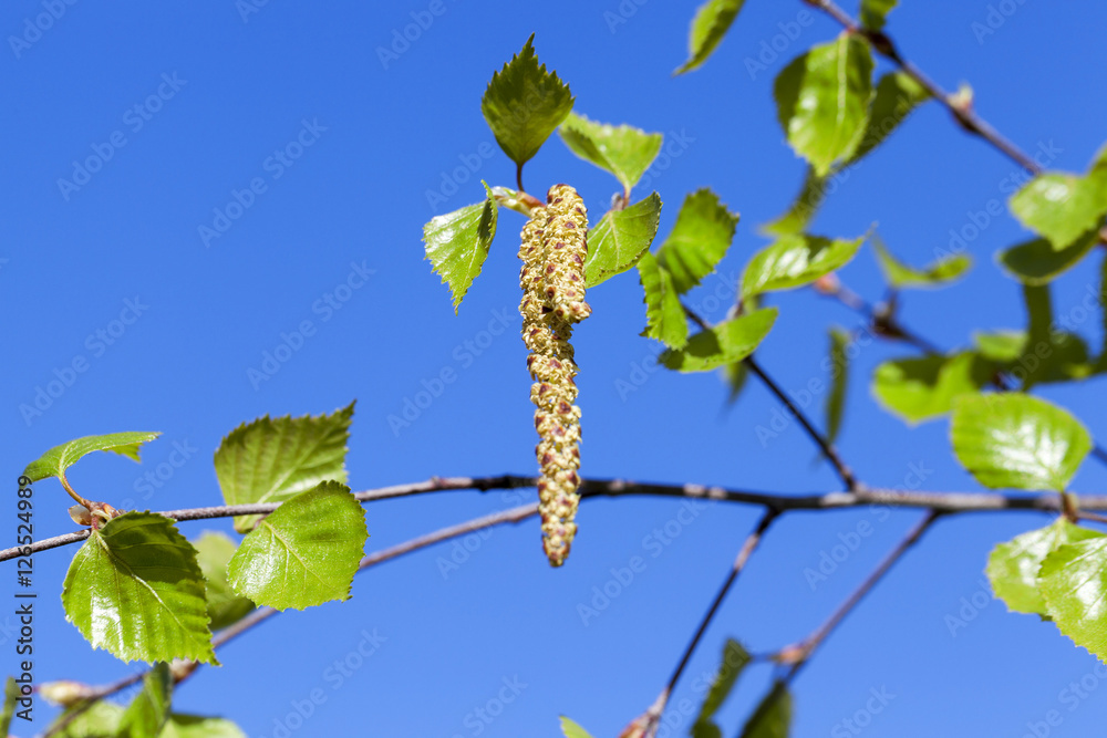 Young leaves of birch Young leaves of birch