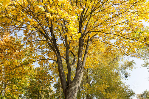 Maple Park in autumn