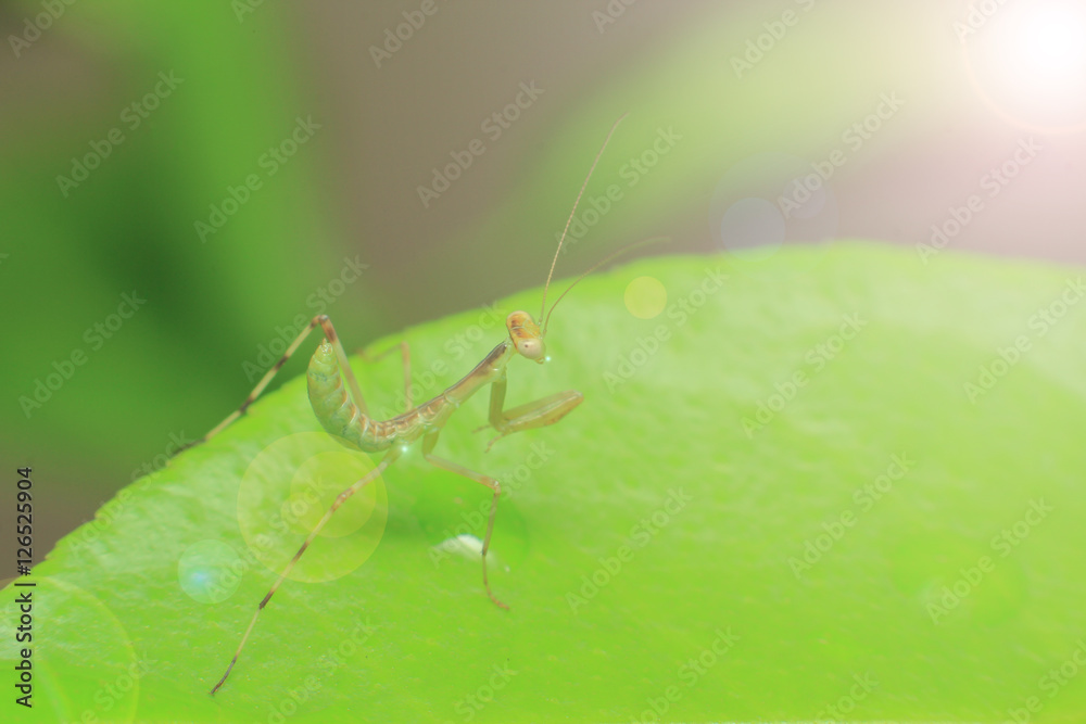 Baby Mantis with Soft focus effect Baby Mantis with Soft focus effect