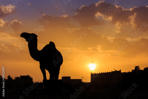 Camel Silhouette - Morocco